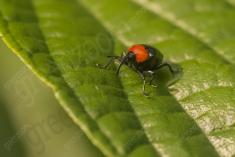 inseto 270 <em>(3573)</em>