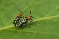 Besouro 1 <em>(3574)</em>