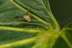 mosca 21 <em>(3575)</em>