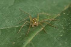 aranha 113 <em>(3576)</em>