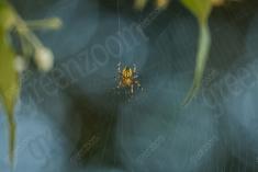 aranha 114 <em>(3577)</em>