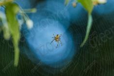 aranha 115 <em>(3578)</em>