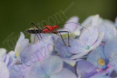 inseto 263 <em>(3579)</em>