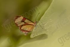 borboleta 429 <em>(3580)</em>