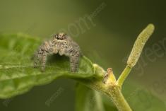 aranha 116 <em>(3581)</em>