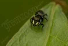 aranha 117 <em>(3582)</em>