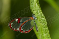 borboleta 430 <em>(3584)</em>