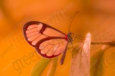 Borboleta 425 <em>(3585)</em>