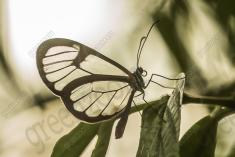 Borboleta 426 <em>(3586)</em>