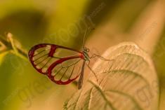 Borboleta 427 <em>(3587)</em>