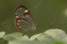 Borboleta 428 <em>(3588)</em>