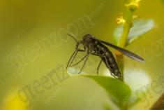 Inseto 262 <em>(3589)</em>