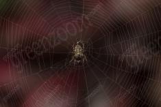 Aranha 112 <em>(3590)</em>