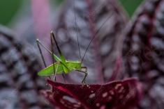 gafanhoto 12 <em>(3591)</em>