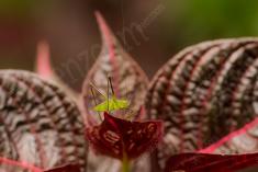 gafanhoto 13 <em>(3592)</em>