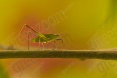 gafanhoto 14 <em>(3593)</em>