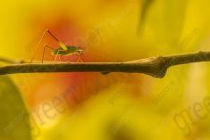 gafanhoto 15 <em>(3594)</em>