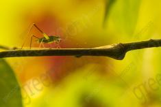 gafanhoto 16 <em>(3595)</em>