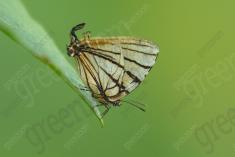 borboleta 435 <em>(3596)</em>