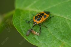 Inseto 271 <em>(3597)</em>