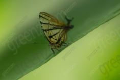 borboleta 436 <em>(3598)</em>