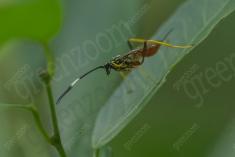 Inseto 272 <em>(3599)</em>