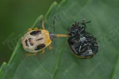 Inseto 273 <em>(3600)</em>