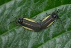 Inseto 274 <em>(3601)</em>