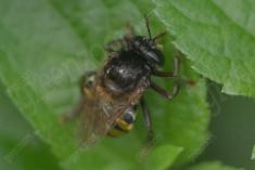 Abelha 53 <em>(3602)</em>