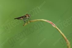 Inseto 275 <em>(3603)</em>