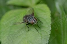 Mosca 29 <em>(3604)</em>