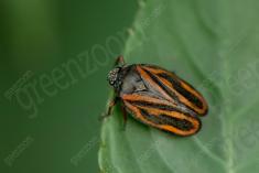 Inseto 276 <em>(3605)</em>