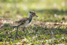 Quero quero 19 <em>(3606)</em>