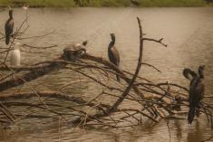 Paisagem 61 <em>(3607)</em>