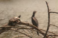 Tartaruga 7 <em>(3608)</em>