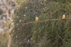 Bem te vi 33 <em>(3609)</em>