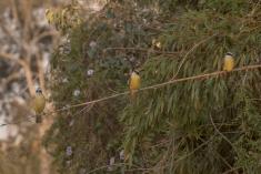 Bem te vi 34 <em>(3610)</em>