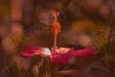 Flor 333 <em>(3611)</em>