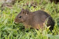 Preá 1 <em>(3612)</em>