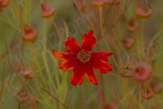 Flor 334 <em>(3613)</em>