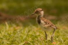 Quero quero 20 <em>(3614)</em>