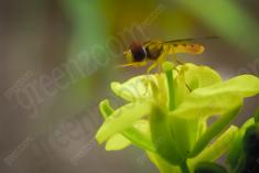 Vespa Amarela <em>(377)</em>