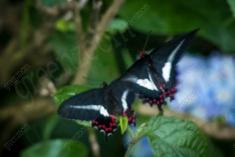 Borboleta 102 <em>(428)</em>