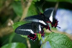 Borboleta 101 <em>(429)</em>