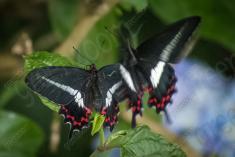 Borboleta 100 <em>(430)</em>