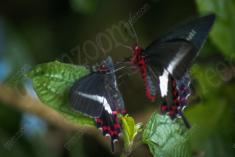 Borboleta 99 <em>(431)</em>