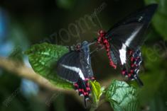 Borboleta 98 <em>(433)</em>