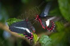 Borboleta 90 <em>(435)</em>