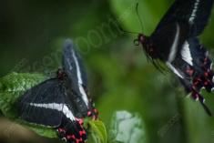 Borboleta 97 <em>(438)</em>