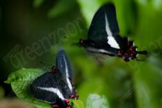 Borboleta 95 <em>(439)</em>